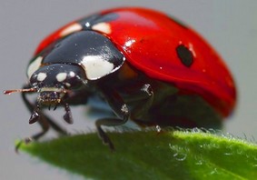 coccinelle