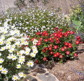 parterre fleuri