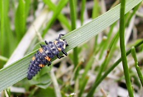 une larve de coccinelle